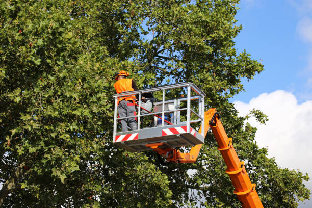 How Our Tree Care Process Works  in  Harrisburg, PA